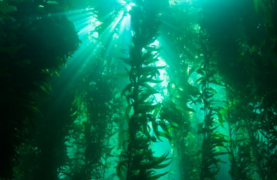 100 Years of California Kelp