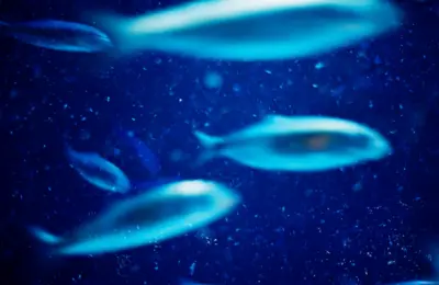 Borrowing from the Abyss: Deep Sea Fish Inspire Next-Gen Tech