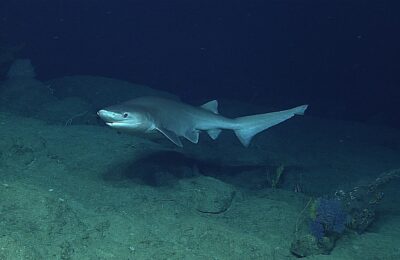 The Brutal Ballet of Deep Sea Shark Mating Rituals
