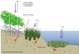 Diagram of a marine coastline displaying how mangroves, dune grass, and eelgrass absorb carbon dioxide.