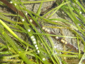 Green blades of eelgrass on a sandy beach with small white eggs on blades.