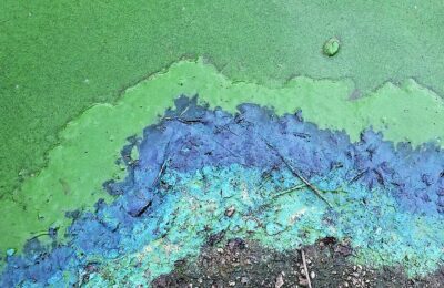 Mixotrophy and the Microscopic Middlemen of the Ocean