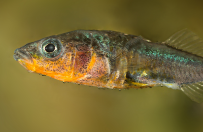 Rise of the Stickleback