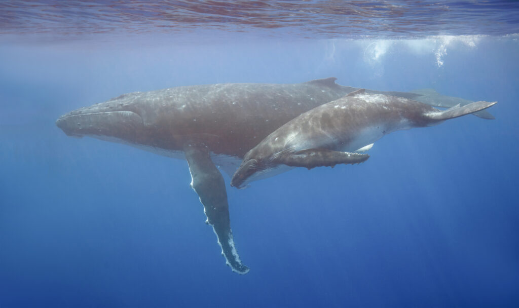 Mother and calf humpback whale swim underwater, side by side
