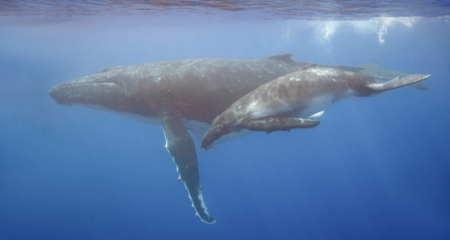 Mother and calf humpback whale swim underwater, side by side