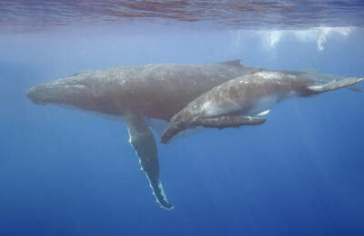 The Great Whale Conveyor Belt