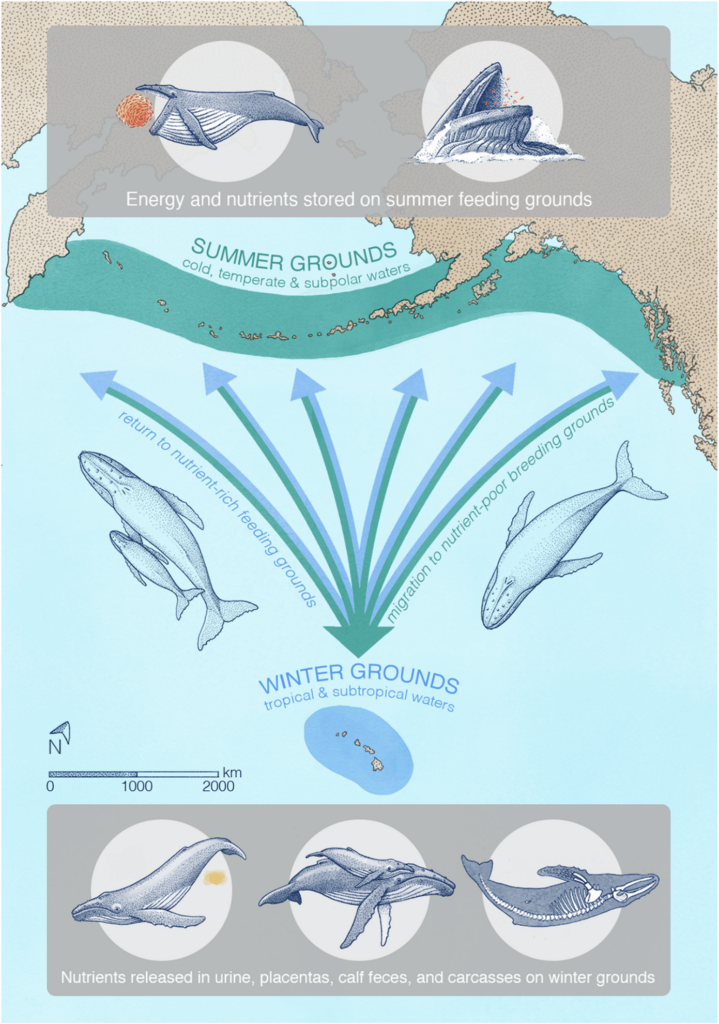 Infographic showing the Great whale conveyor belt. Whales feed in their summer foraging areas, and then release nutrients such as nitrogen in their breeding and calving areas.