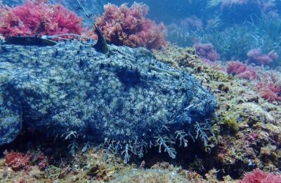 Anglerfish, Frogfish, Batfish (and more), Oh My!