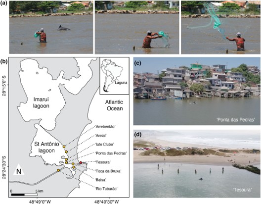 This image shows 6 small pannels. Across the top there are 3, all labelled "a". They show a man standing in waist deep water casting a fishing net. a dolphin is also visible. Panel B shows a map of study locations on the Atlantic coast of Brazil. C) shows a populated coastal village - an accessible site. D) shows a quiet (restricted) beach location.