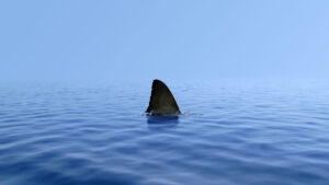 Photo credit: Marine Stewardship Council