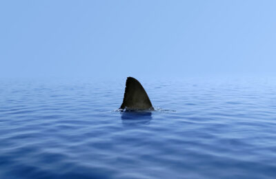 Can New Technology Reduce Interactions Between Sharks and Humans?
