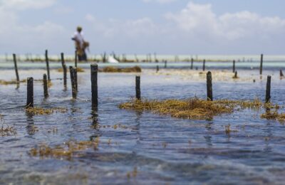 Seaweed, the slimy savior of the sea