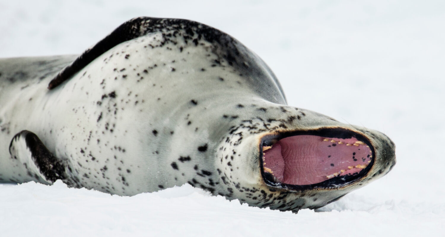 Leopard seal with mouth wide open, showing teeth, laying on ice
