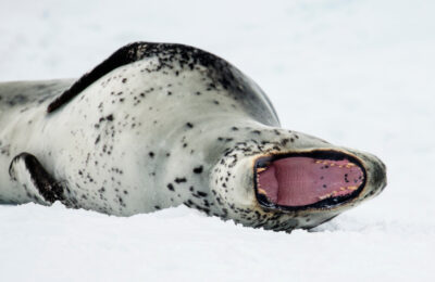 Seal Song in the Southern Ocean