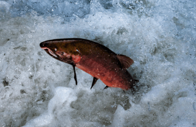 Missing Adult Salmon Found