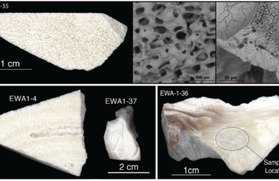 Volcanic Seesaw Recorded by Ancient Corals
