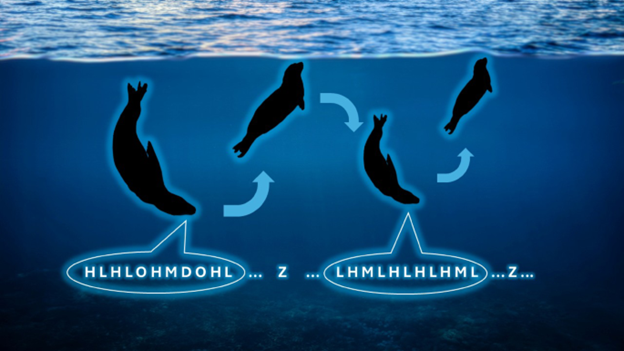 Infographic showing a leopard seal diving below the water surface, singing a specific pattern of song elements, then returning to the surface in cycles. There are two repeats. The song elements are different in each cycle