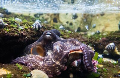 The Unlikely Friendship between Octopus and Fish