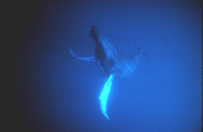 Built for bubble netting: how humpback whale body shape helps them hunt