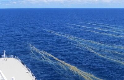 Not All Blooms Are Bad: Cyanobacteria and Young Fish in the Baltic