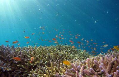 How to Protect Corals as Tested During the 4th Global Coral Bleaching Event