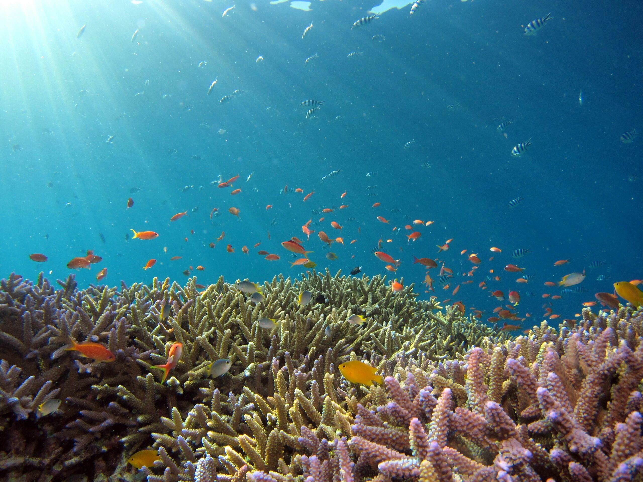How to Protect Corals as Tested During the 4th Global Coral