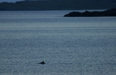 Porpoise Echo Chamber: When Fake Clicks Change Real Behavior