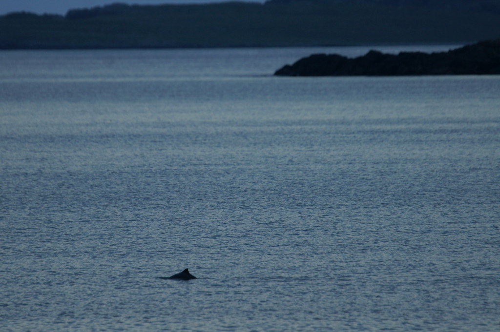 A harbour porpoise surfacing - coast line in the background