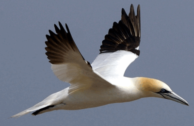 Avian Vomitomics