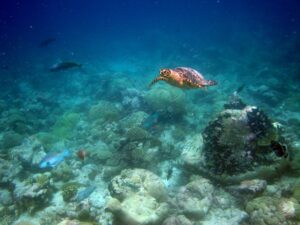 Sea turtle swimming over a coral reef
