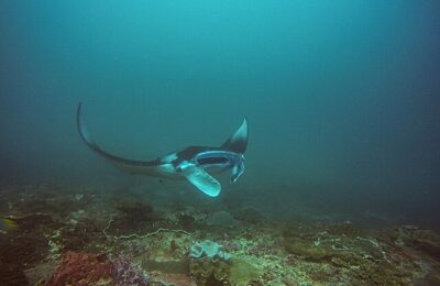 What can manta ray movements teach us about establishing protected areas?