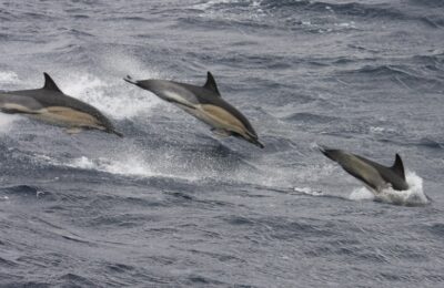 Common dolphins – maybe not aging well…