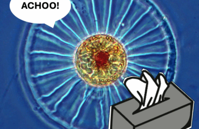 When Diatoms Catch a Cold
