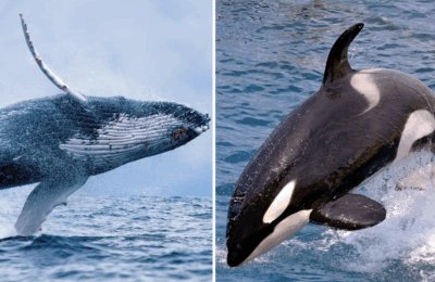 Humpback Whales to the Rescue