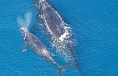 The North Atlantic right whale, and the effects of multiple stressors