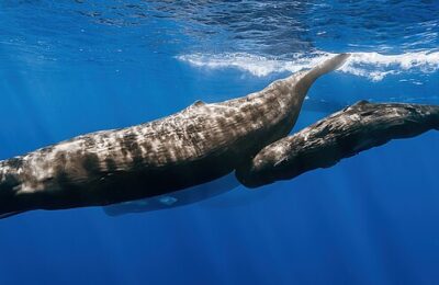 How Social Dynamics Impact Sperm Whale Movements in the Caribbean