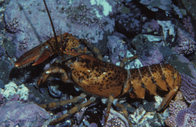 Heating up the Marine Food Web