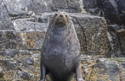 Do vessel operators get the seal of approval?