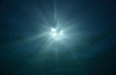 This alga can handle the spotlight