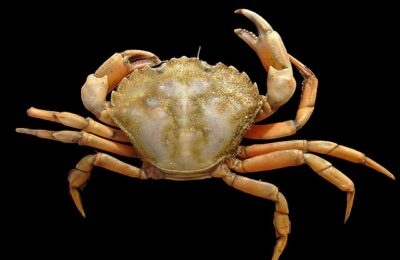 Do Male or Female Crabs Respond More to Electromagnetic Fields?