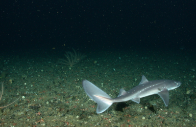 Secret Dogfish Society