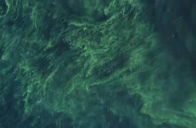 Fungal robbers in the Southern Baltic Sea