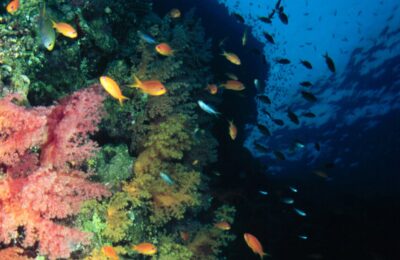 Strategically Preserving Biodiversity in a Changing Ocean