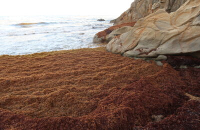 Seaweed blooms are expanding – and transforming the Global Ocean.