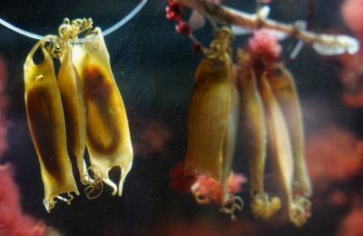 Invisible Boiling Point