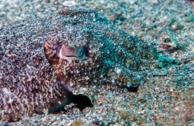 Hide and seek: motionless camouflage of the white-squid