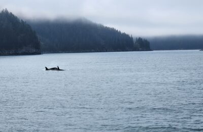 The hidden cost of killer whale motherhood