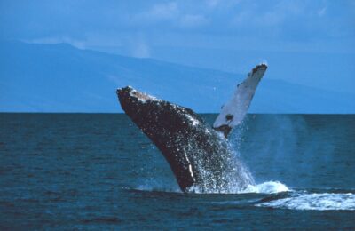 Humpback, Minke, and Fin Whales… Oh My! The Science of Whale Entanglement in Irish Seas