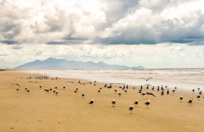 Farther, Longer and More Free: Lessons from the world’s largest beach survey program