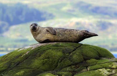 “Fishy” changes to seal diet over time…